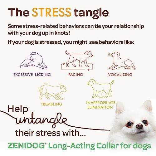 Long-acting Collar Medium/large Y594767