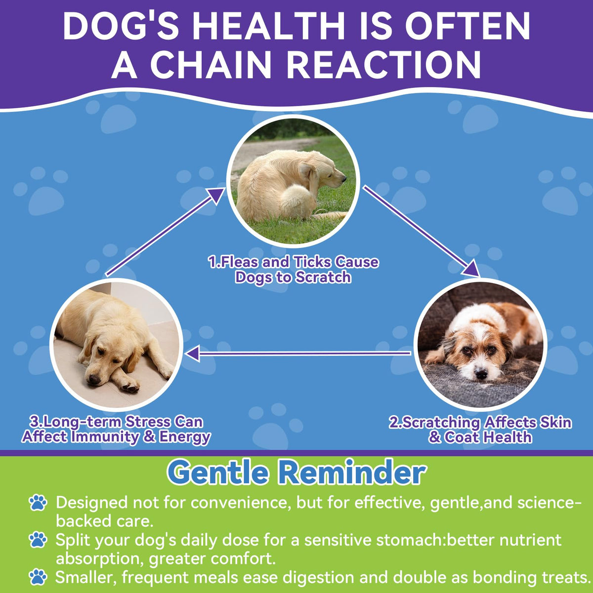 Flea and Tick Prevention for Dogs A62594