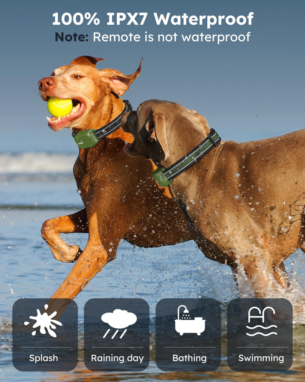2 Dogs Shock Collar with Remote N31200