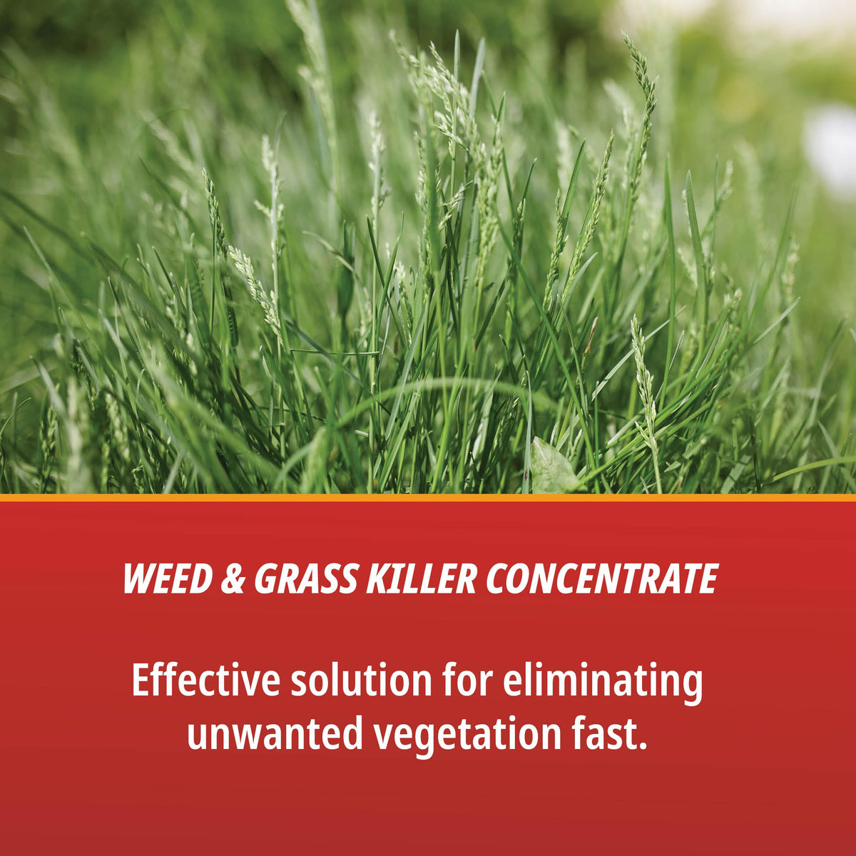 1 Gallon Weed & Grass Killer Concentrate M809