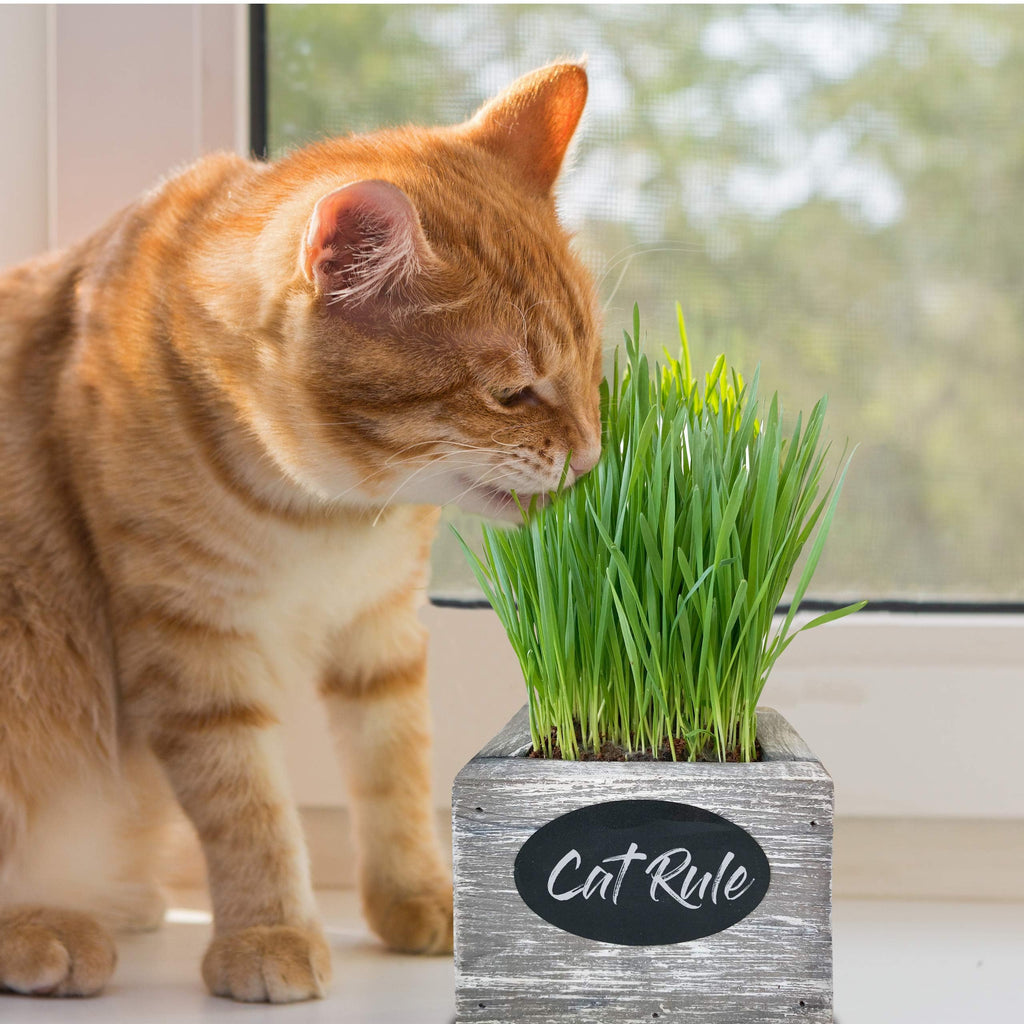 Organic Wheatgrass Seed & Soil Cat Grass Kit C57162