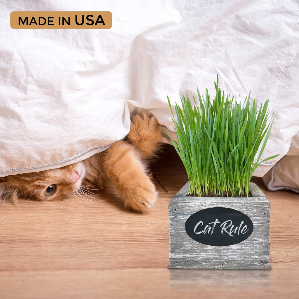Organic Wheatgrass Seed & Soil Cat Grass Kit C57162