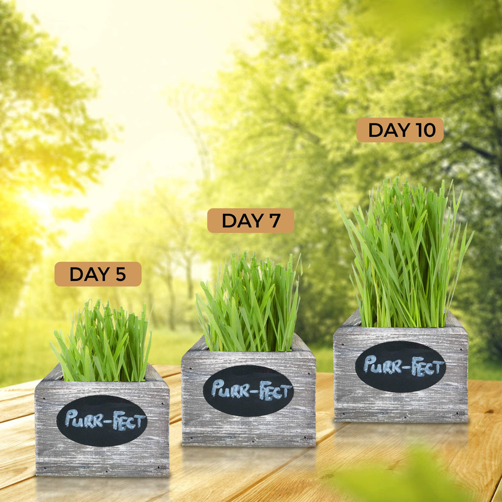 Organic Wheatgrass Seed & Soil Cat Grass Kit C57162