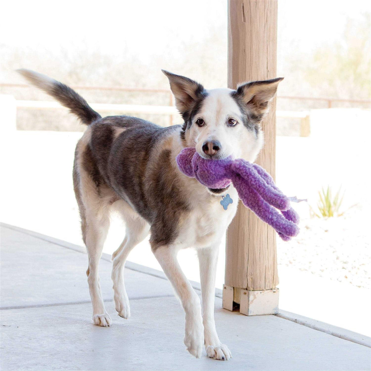 Dog Toy Z861940